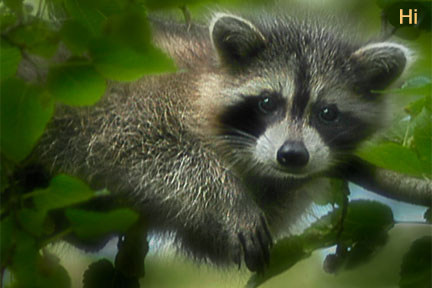 Rodney The Raccoon Watching Star Cat Through Window